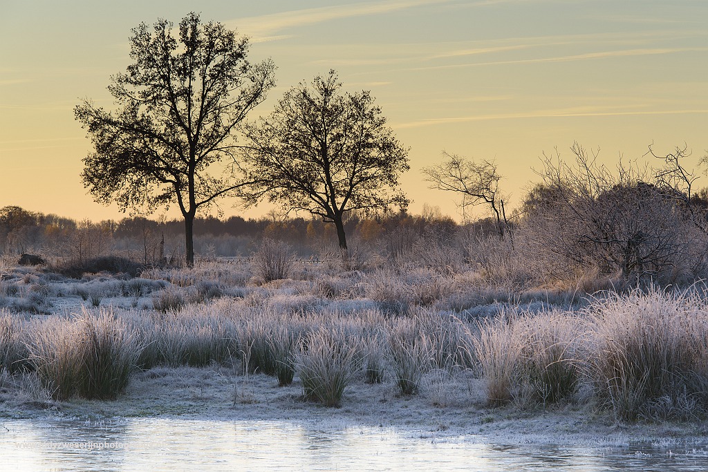 Winterse speldenprikken