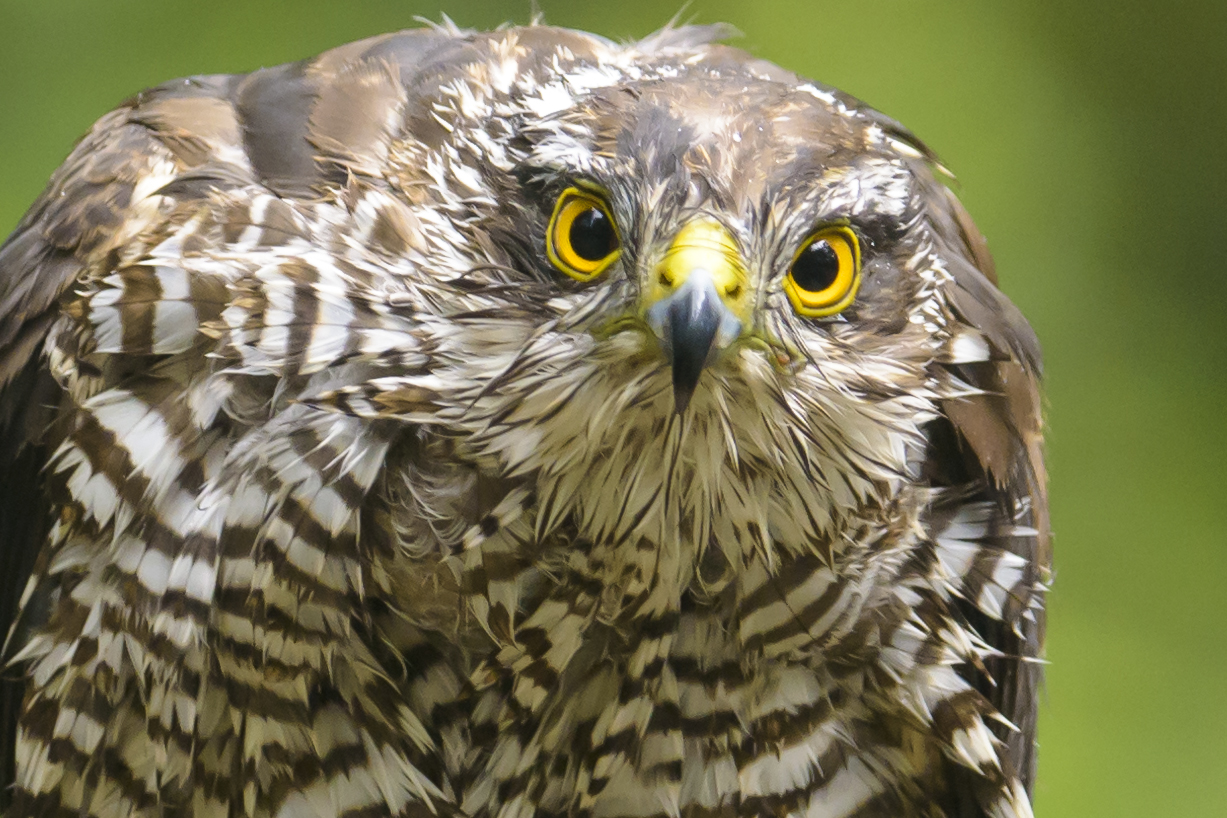 Vogelaar, vogelfotograaf of gewoon mooie plaatjes schieten?!