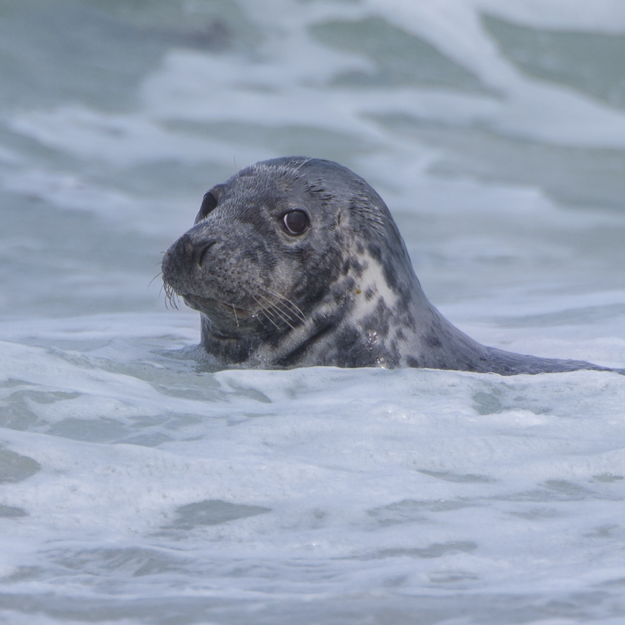 Grijze zeehond, Düne, Duitsland, 23-5-2017