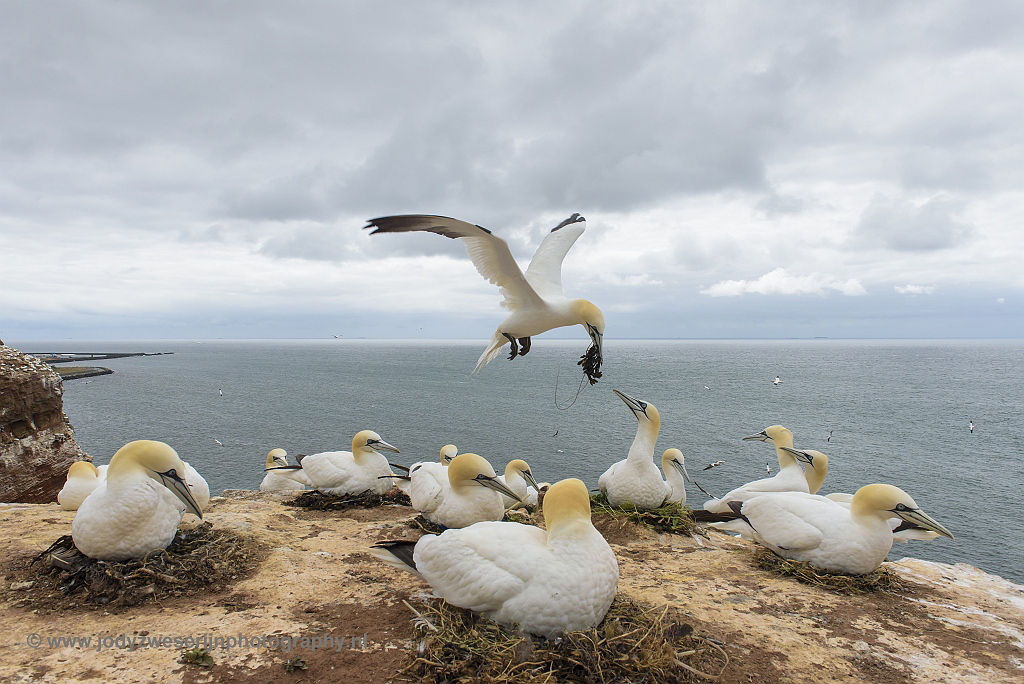 Jan-van-genten, Helgoland, 12-6-2018