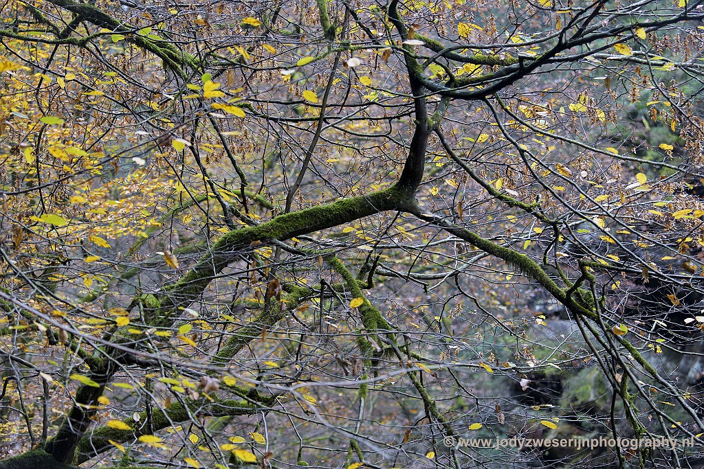 Kleuren en lijnen, Edmundsklamm, Hrensko, Tsjechië, 23-11-2018