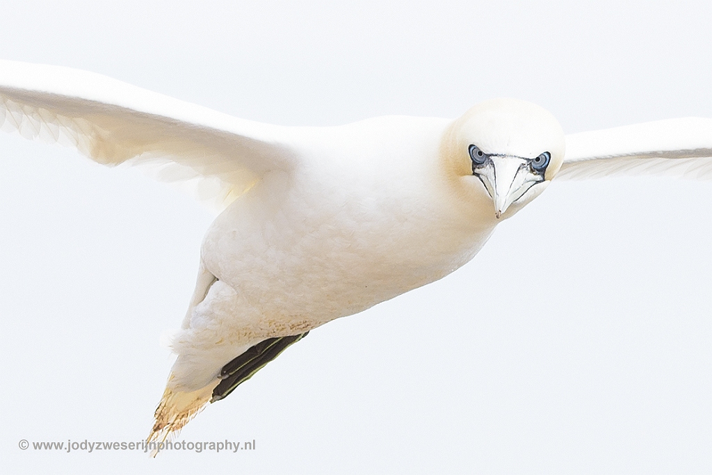 Jan-van-genten, Helgoland, 11-6-2018