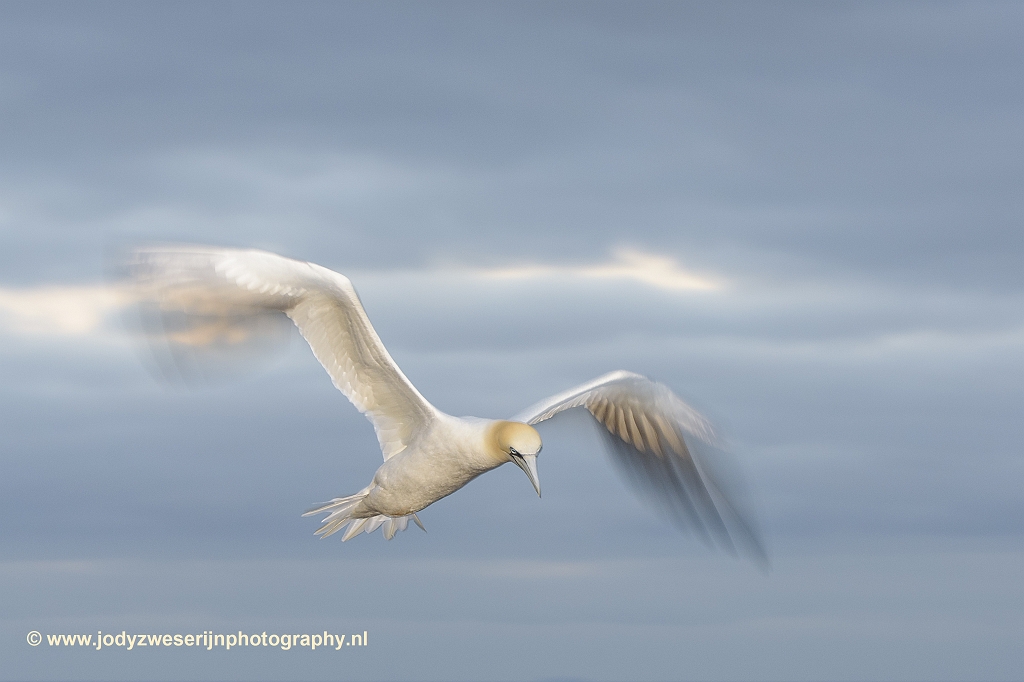 Jan-van-genten, Helgoland, 11-6-2018