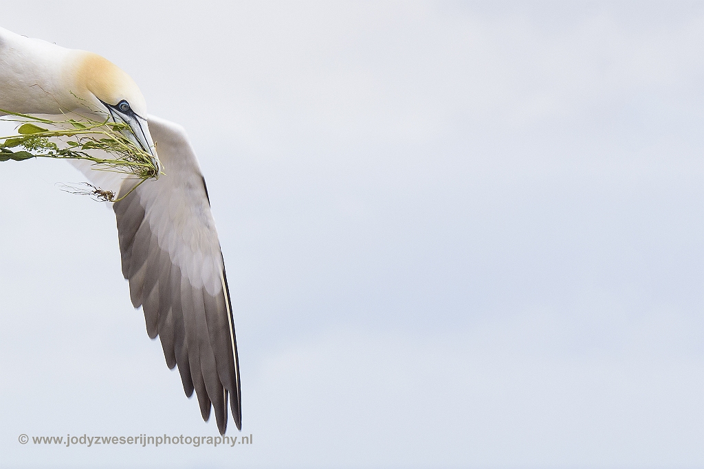 Jan-van-genten, Helgoland, 12-6-2018