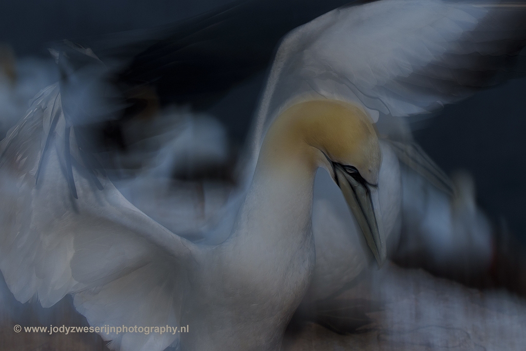 Jan-van-genten, Helgoland, 11-6-2018