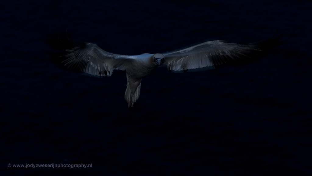 Jan-van-genten, Helgoland, 13-6-2018