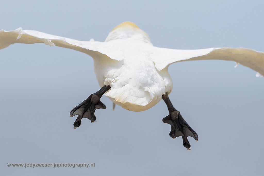 Jan-van-genten, Helgoland, 11-6-2018