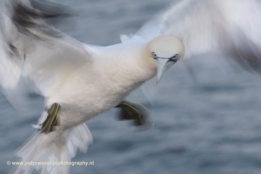 Jan-van-genten, Helgoland, 15-6-2018