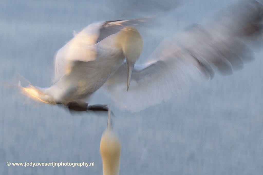 Jan-van-genten, Helgoland, 15-6-2018