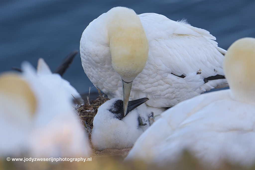 Jan-van-genten, Helgoland, 15-6-2018