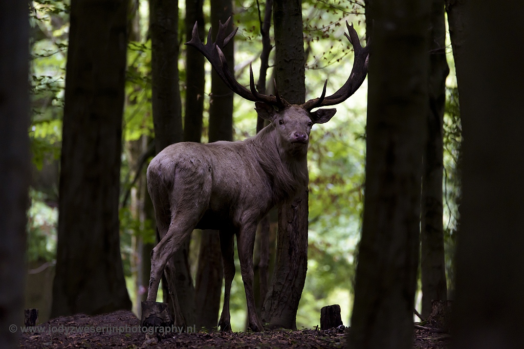 Edelhert in park Jaegersborg, Denemarken, 15-9-2018