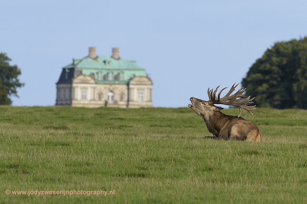 Edelhert in park Jaegersborg, Denemarken, 17-9-2018