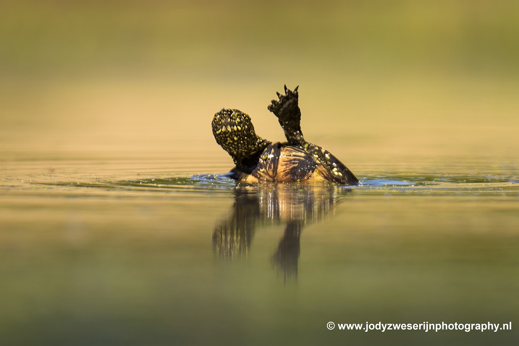 Moerasschildpad, Bence Mate hides Hongarije, 15-6-2021