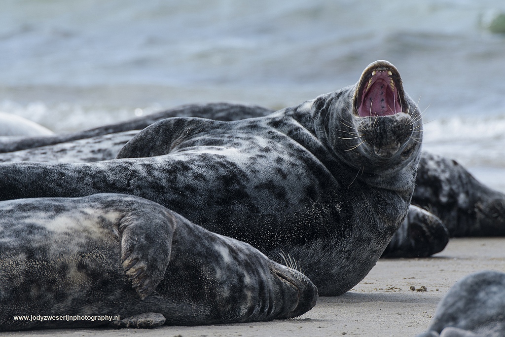 Grijze zeehond, Düne, Duitsland, 23-5-2017