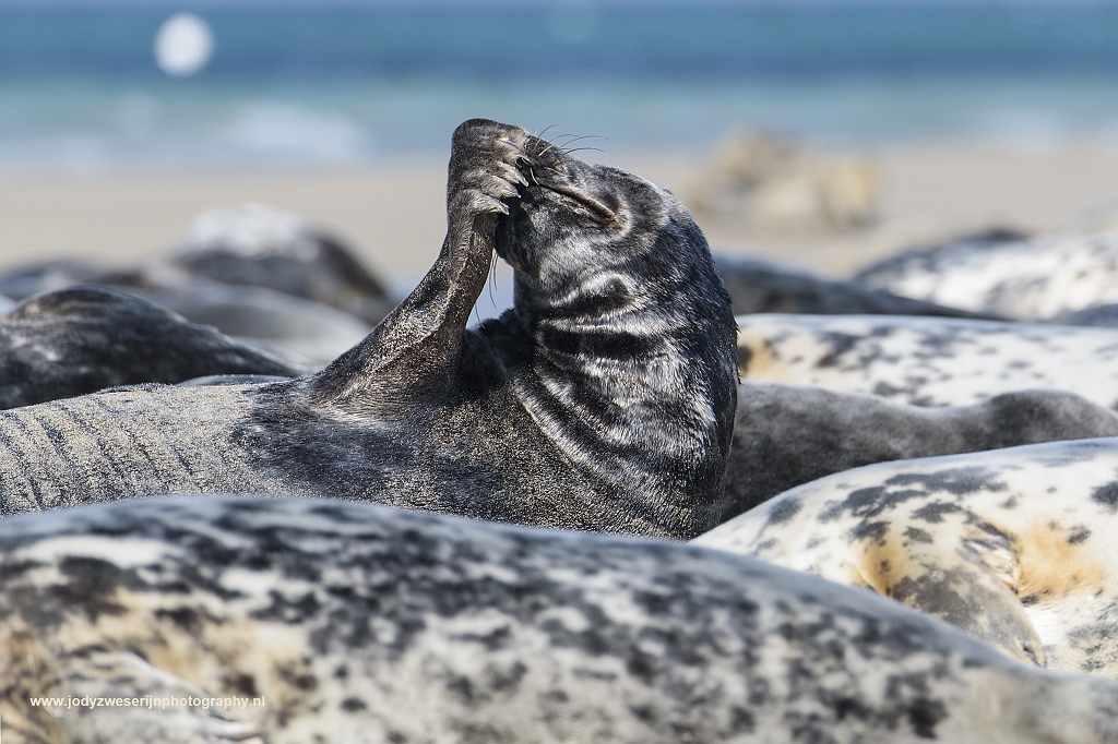 Grijze zeehond, Dünn, Duitsland, 23-5-2017