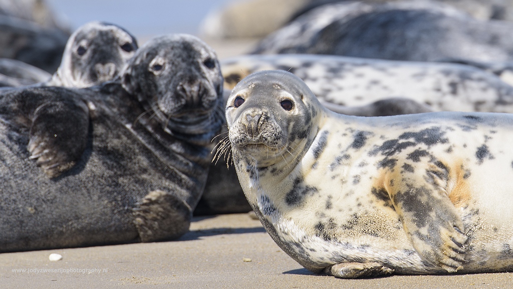 Grijze zeehond, Dünn, Duitsland, 23-5-2017