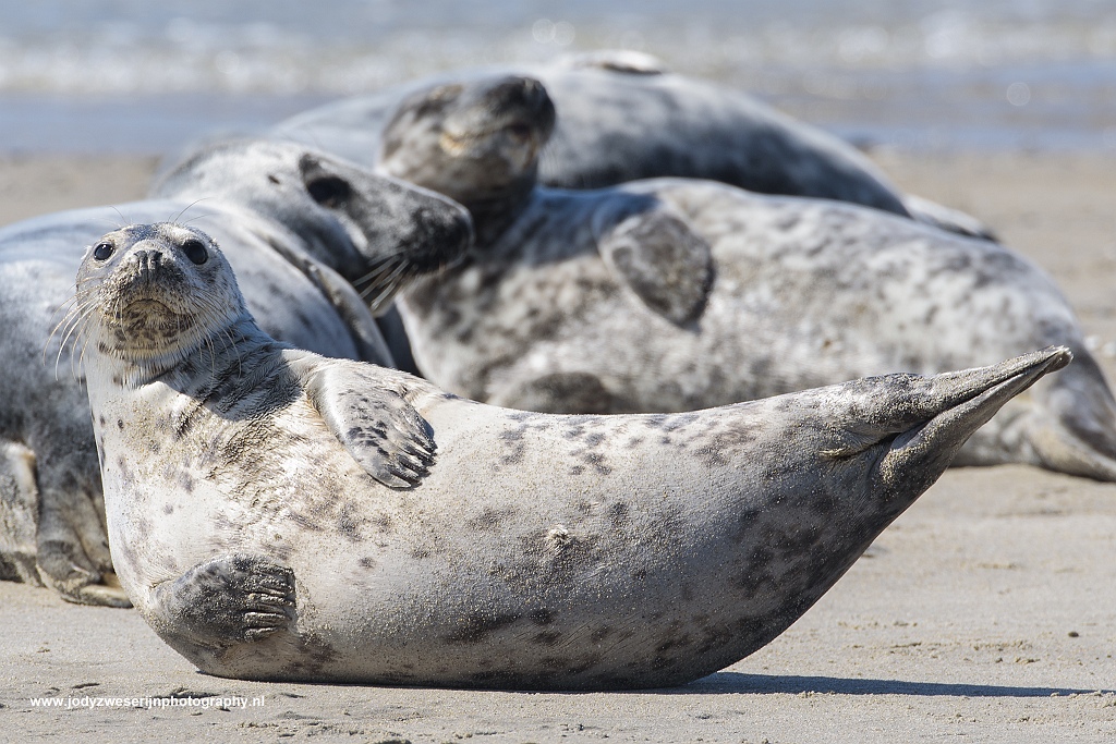 Grijze zeehond, Düne, Duitsland, 23-5-2017