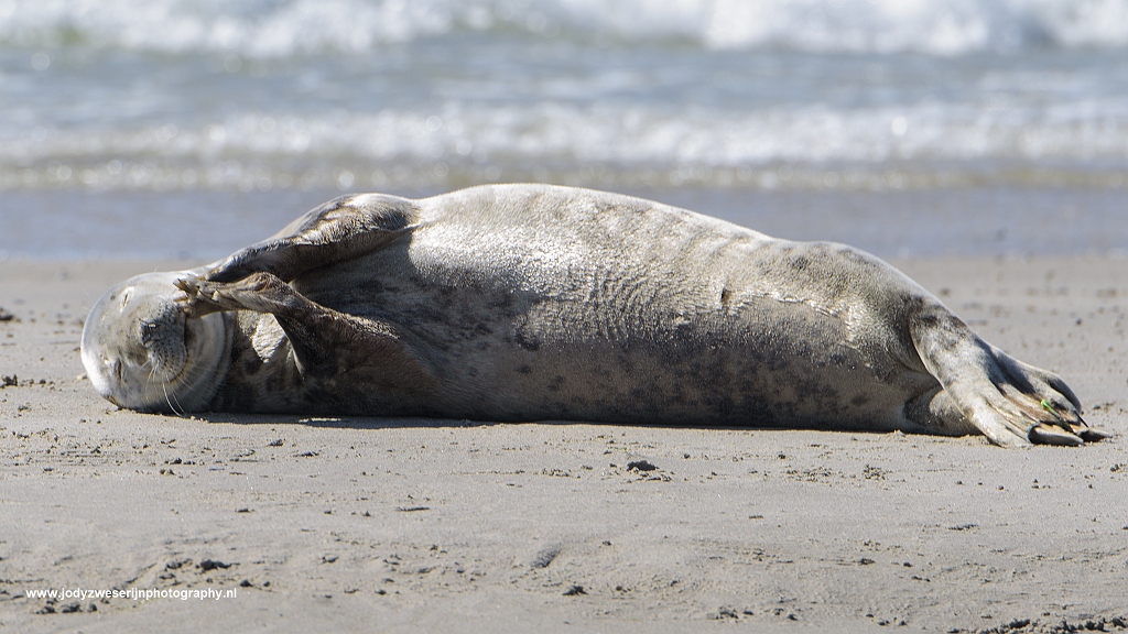 Grijze zeehond, Dünn, Duitsland, 23-5-2017