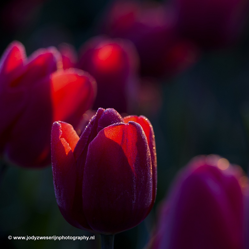 Tulpen in de Noordoostpolder, Bant, 13-4-2019