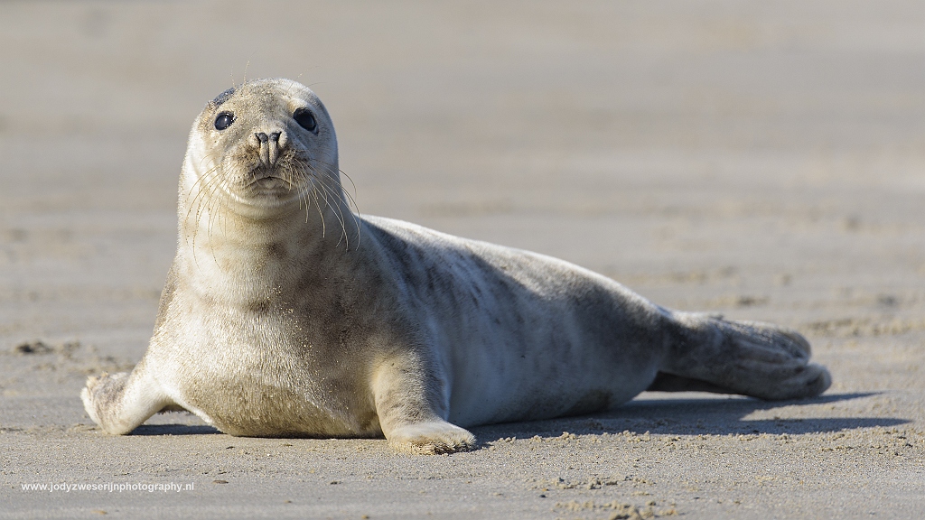 Grijze zeehond, Düne, Duitsland, 23-5-2017