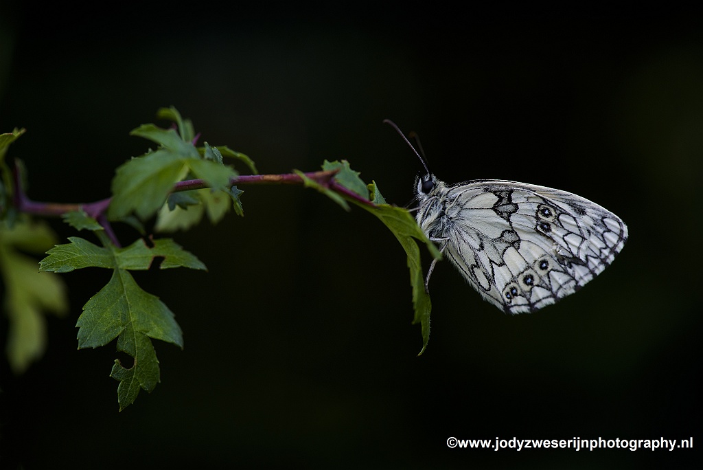 Dambordje, Viroinval, 20-6-2020
