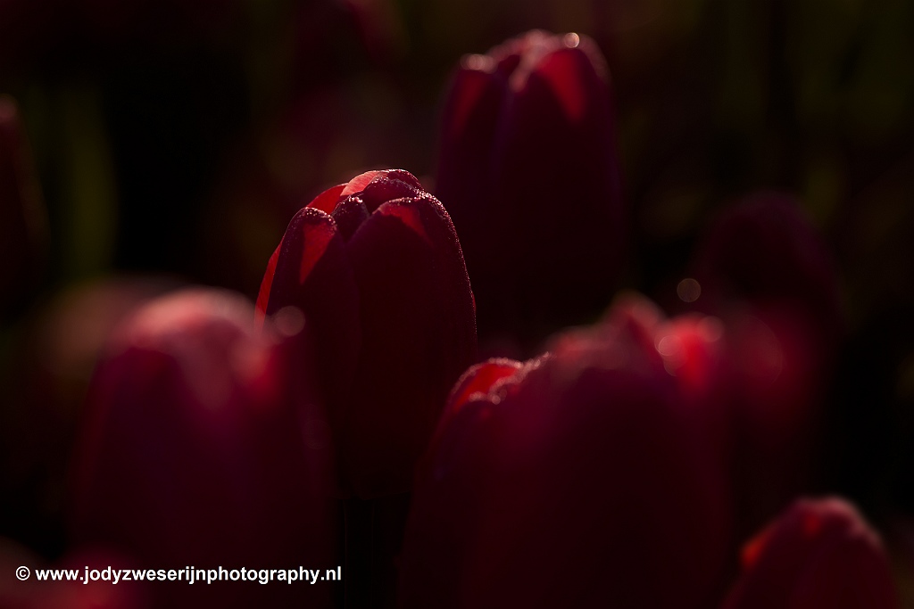 Tulpen in de Noordoostpolder, Bant, 13-4-2019