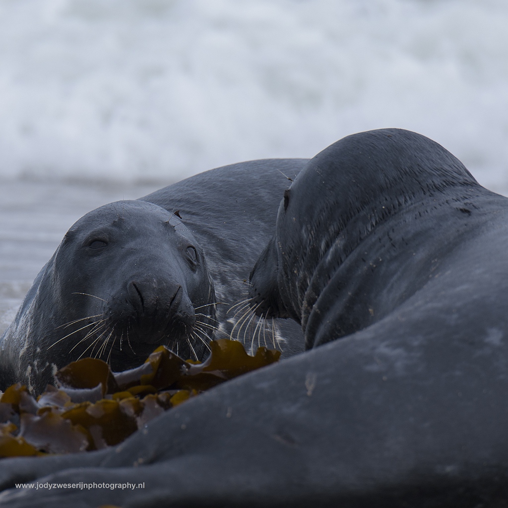 Grijze zeehond, Düne, Duitsland, 24-5-2017
