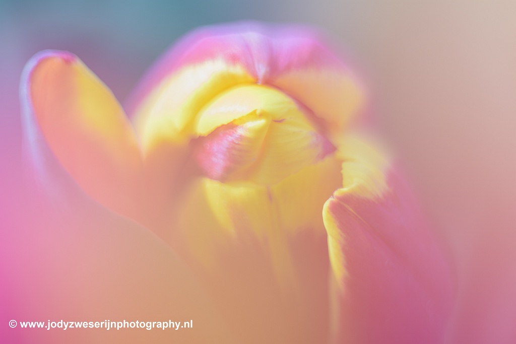 Tulpen in de Noordoostpolder, Emmeloord, 13-4-2019