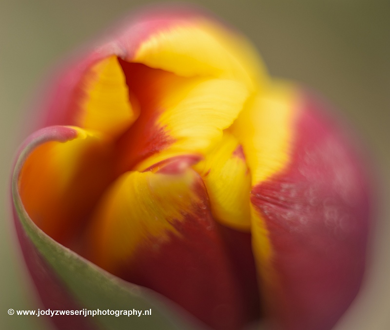 Tulpen in de Noordoostpolder, Emmeloord, 13-4-2019