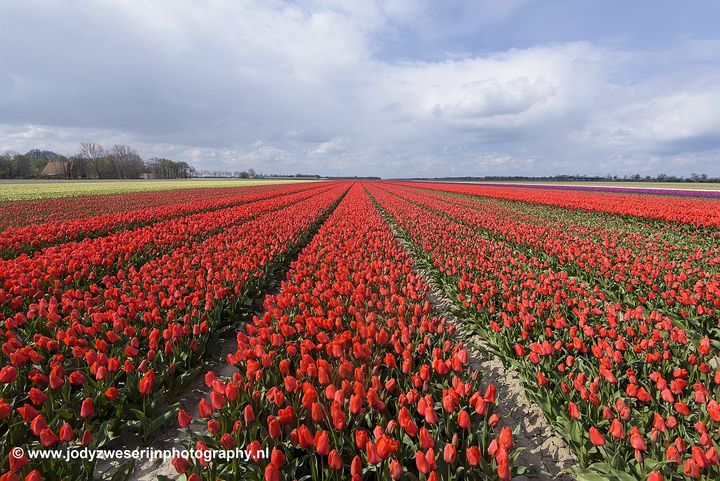 Tulpen in de Noordoostpolder, Emmeloord, 13-4-2019