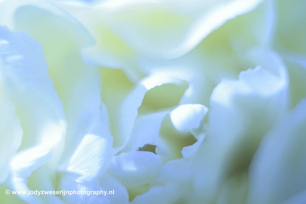 Tulpen in de Noordoostpolder, Emmeloord, 13-4-2019