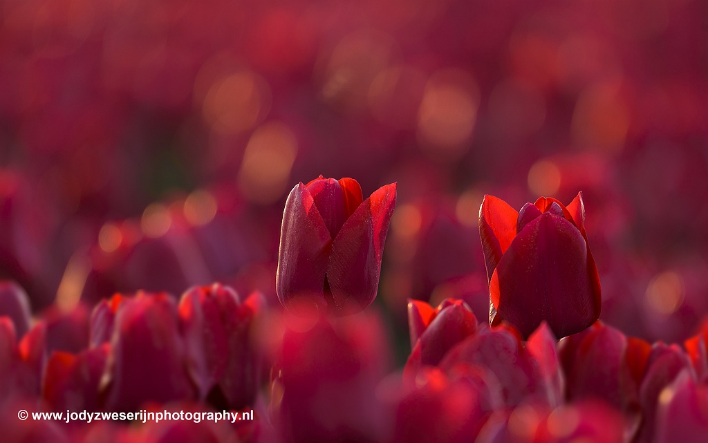 Tulpen, Rutten, 19-4-2019