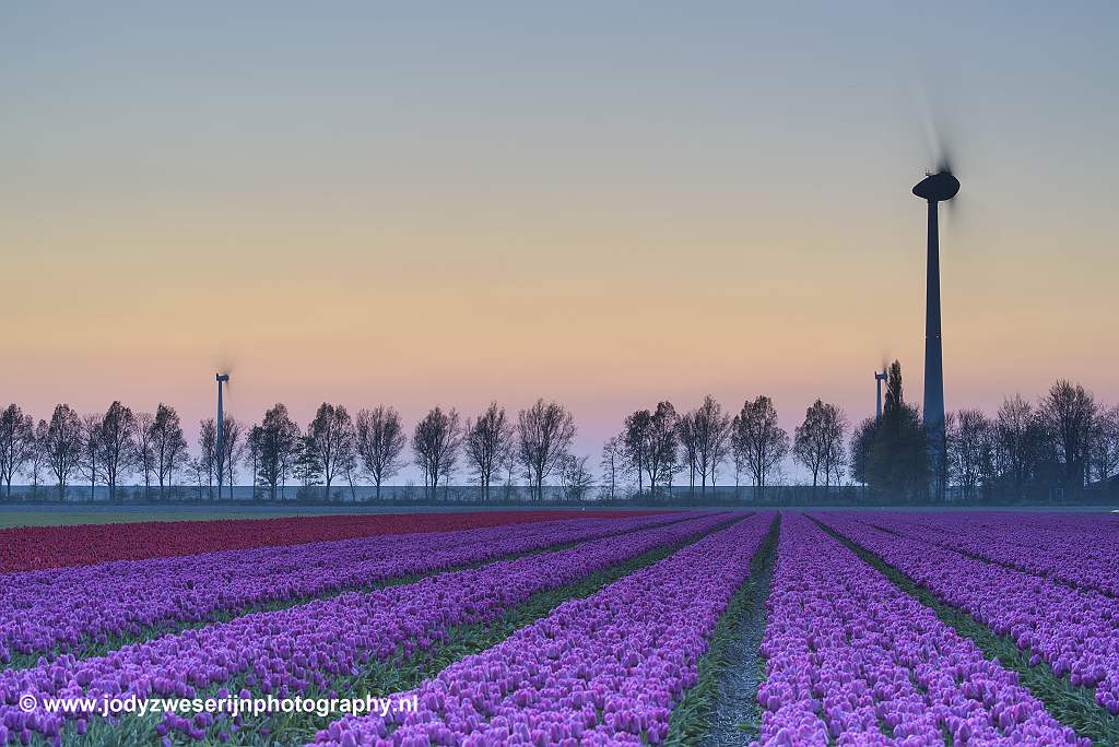 Tulpen, Rutten, 19-4-2019