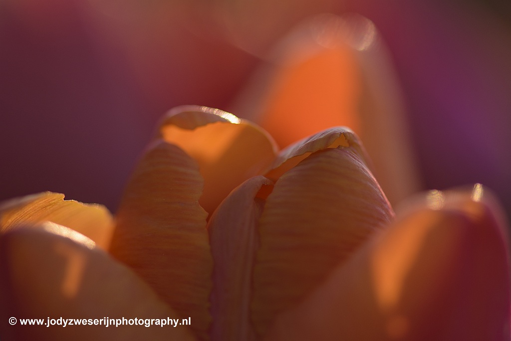 Tulpen, Rutten, 20-4-2019