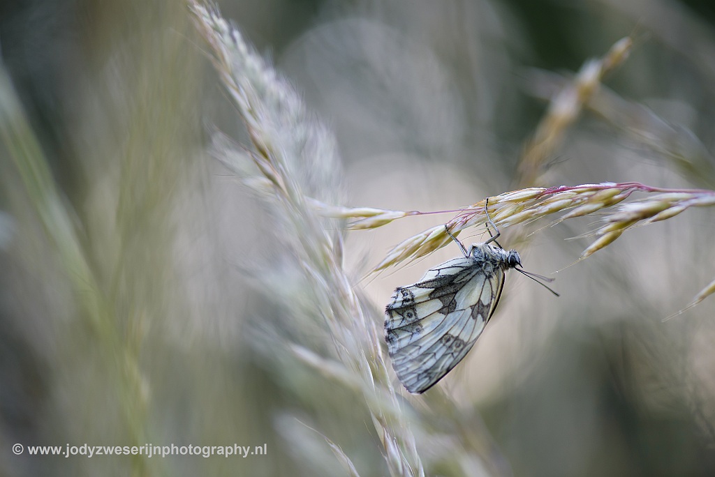 Dambordje, Viroinval, 21-6-2020