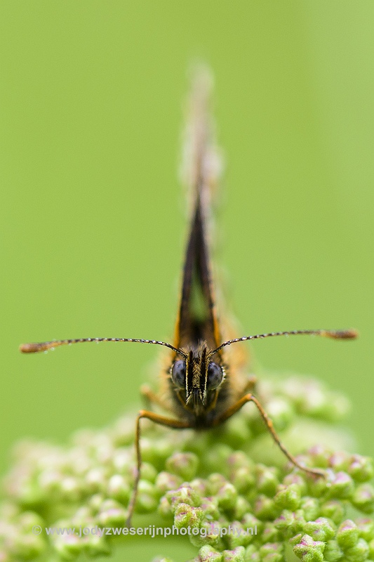 Bosparelmoervlinder, Viroinval, 22-6-2020