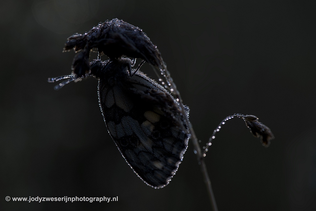 Dambordje, Viroinval, 23-6-2020