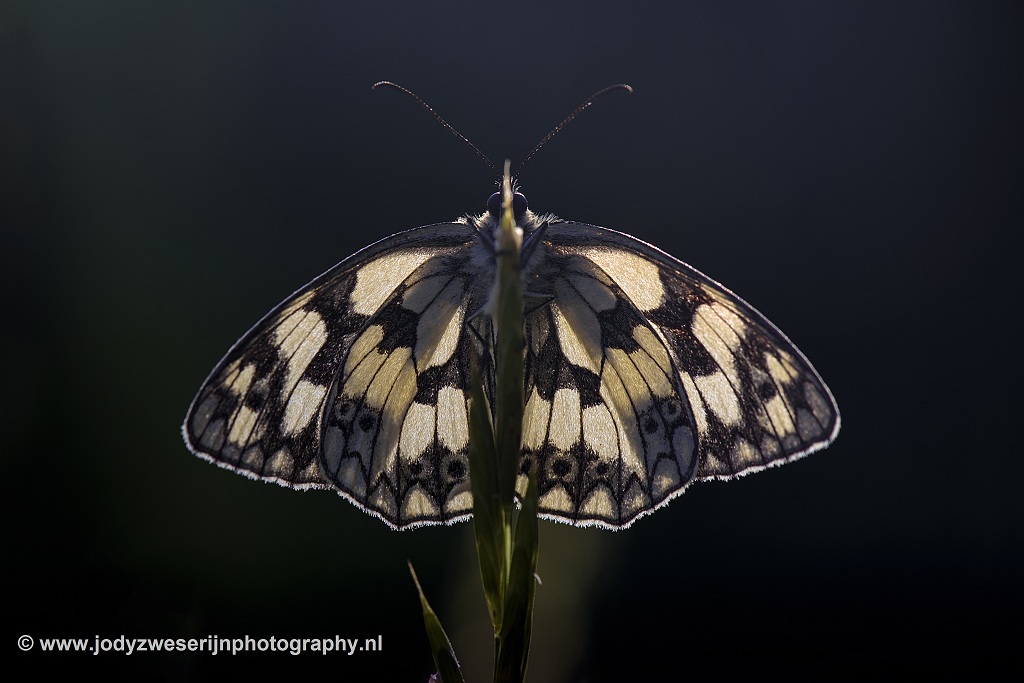 Dambordje, Viroinval, 24-6-2020