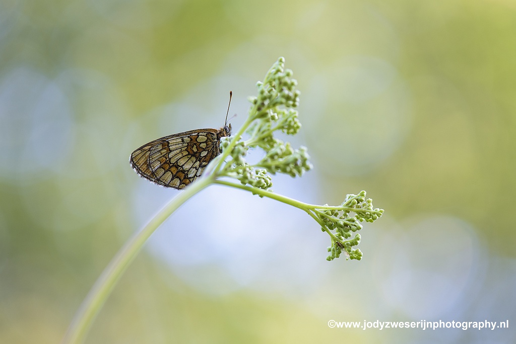 Bosparelmoervlinder, Viroinval, 25-6-2020