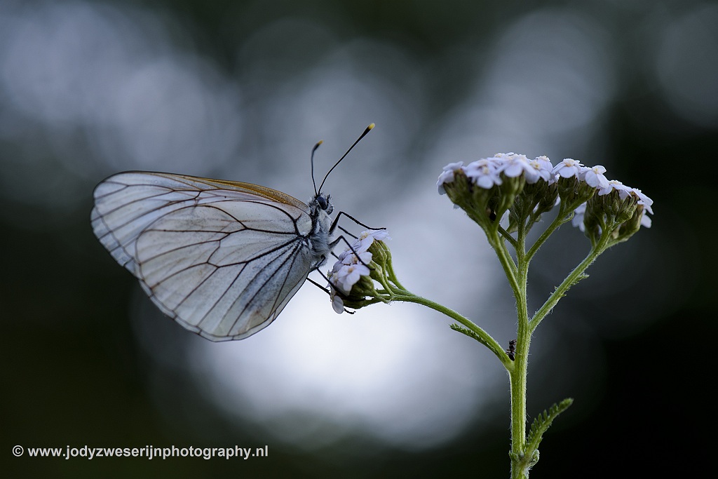 Groot geaderd witje, Viroinval, 26-6-2020
