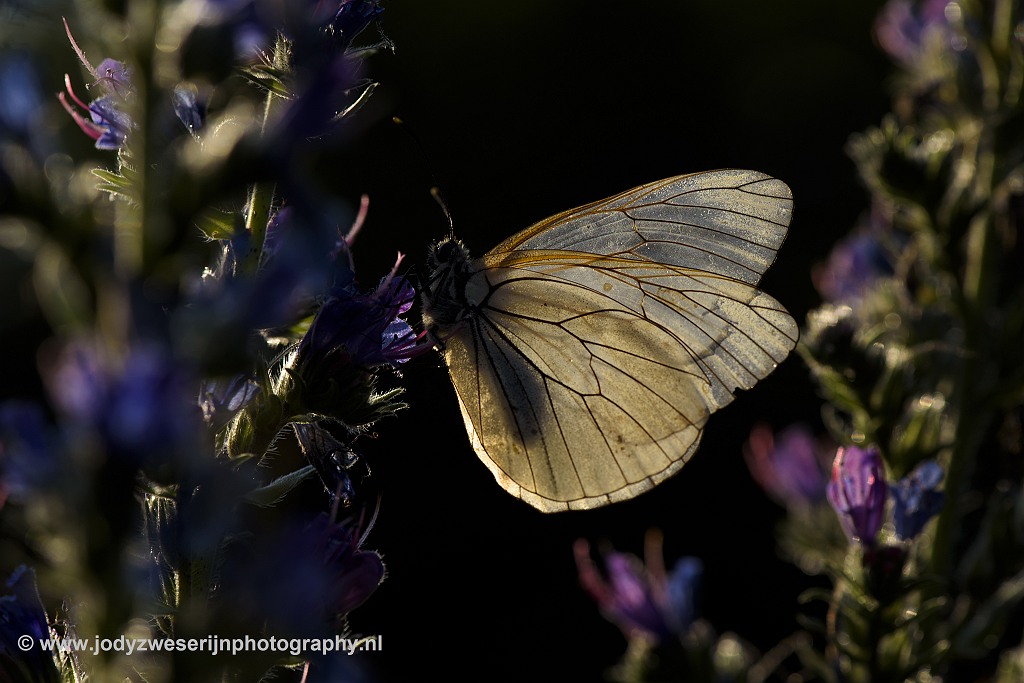 Groot geaderd witje, Viroinval, 26-6-2020