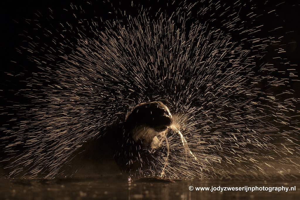 Otter in tegenlicht, Bence Mate hides Hongarije, 7-6-2021