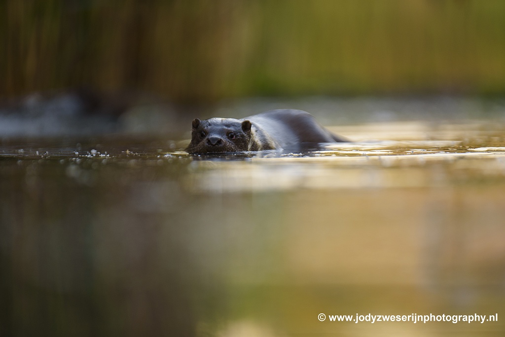 Otter, Bence Mate hides Hongarije, 7-6-2021