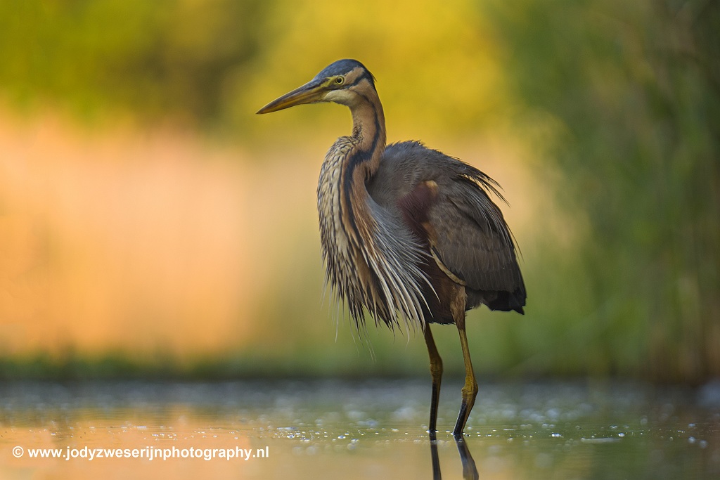Purperreiger, Bence Mate hides Hongarije, 7-6-2021