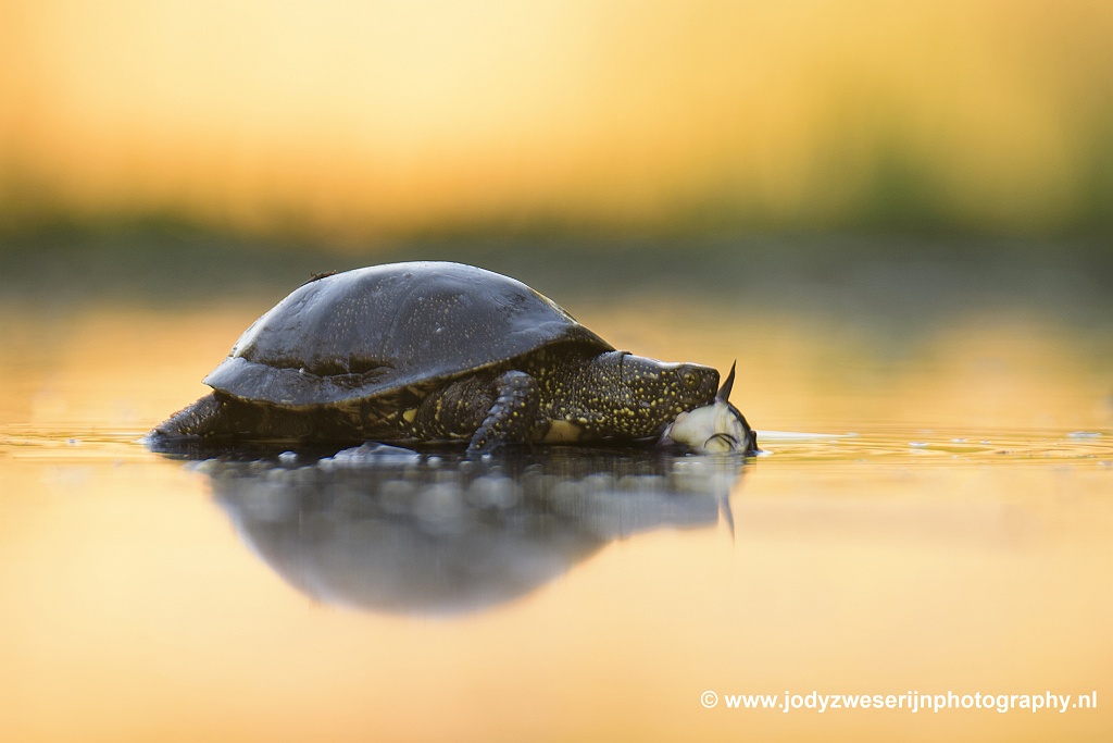 Moerasschildpad, Bence Mate hides Hongarije, 7-6-2021