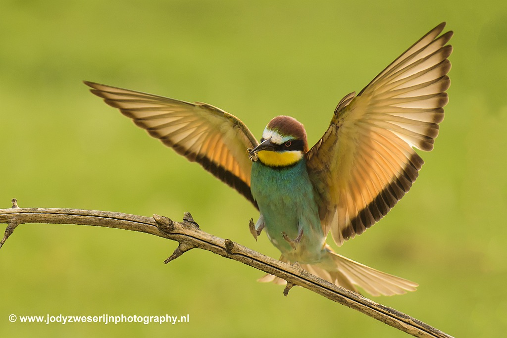Bijeneter, Bence Mate hides, Hongarije, 10-6-2021