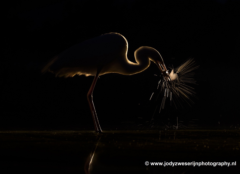 Zilverreiger, Bence Mate hides Hongarije, 11-6-2021