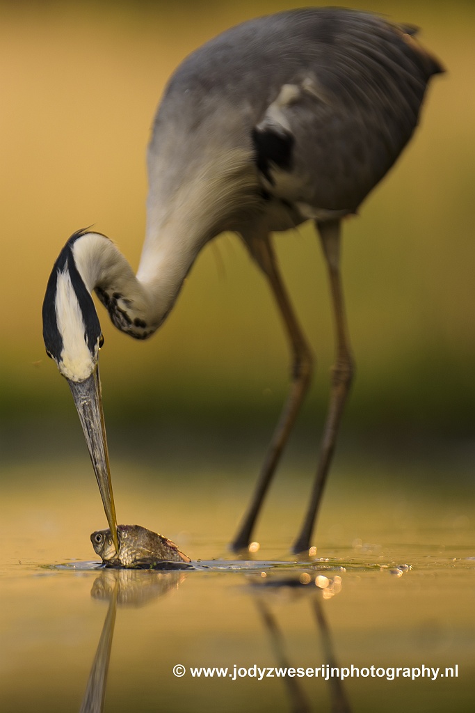 Blauwe reiger, Bence Mate hides Hongarije, 11-6-2021