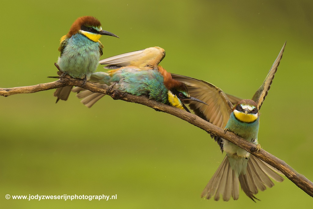 Dagelijkse routine bij de bijeneters, Bence Mate hides, Hongarije, 31-5-2021