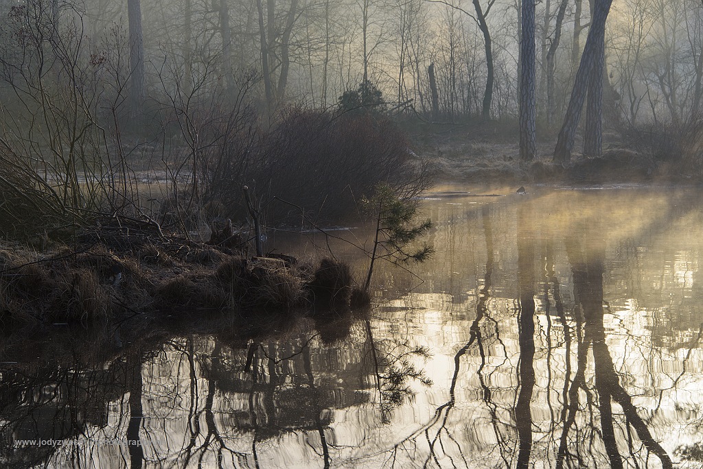 Oisterwijkse vennen, Oisterwijk, Nederland, 11-3-2017